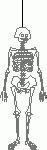 skelton